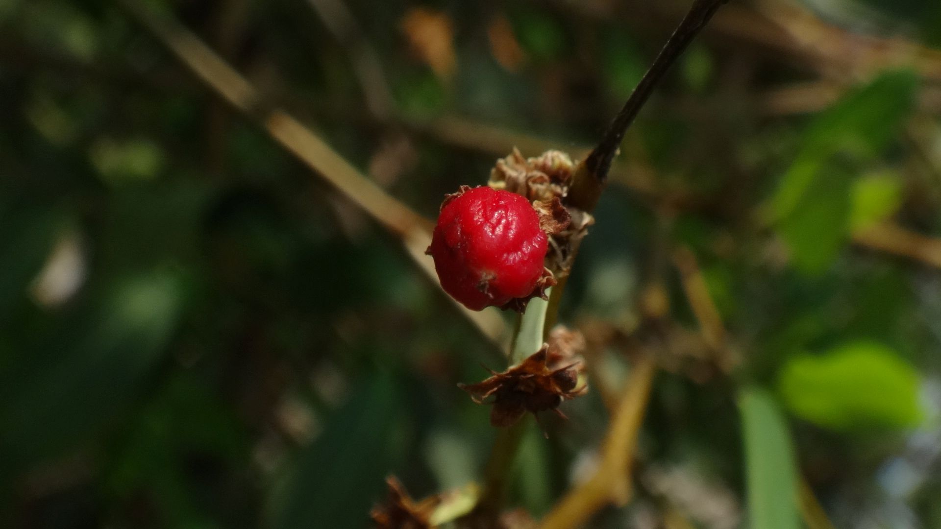 Coca grain in Colombia seed