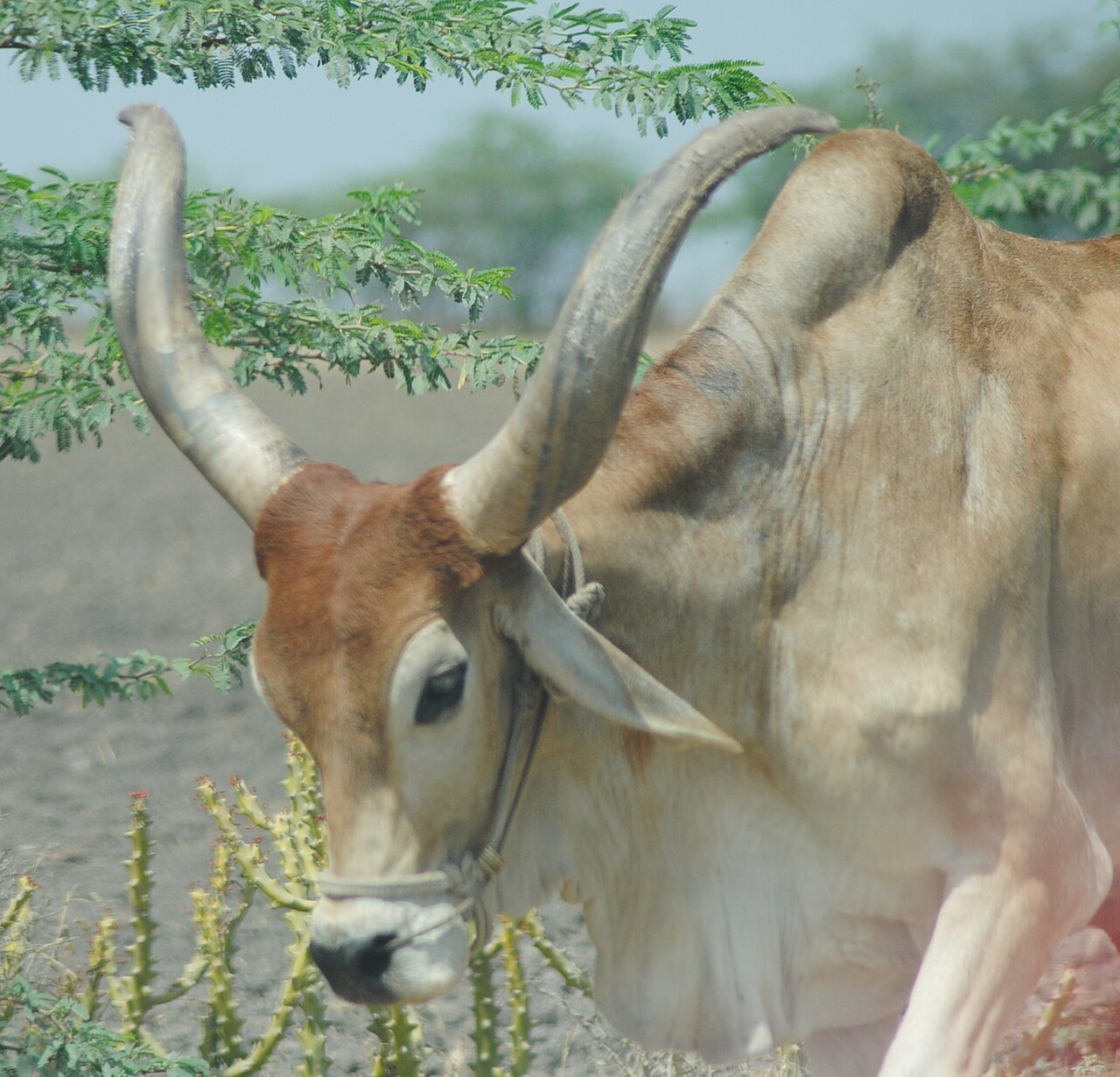 Cow grazing in a village near Gir National Park, Gujarat, India. Cattle remain deeply integrated into rural Indian life and culture.